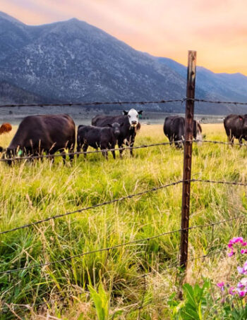 Cows on a grassy pasture with beautiful mountains in the background.