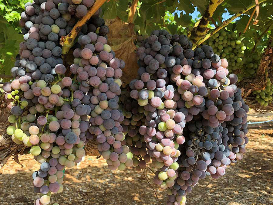 Red grapes hanging from a vine.