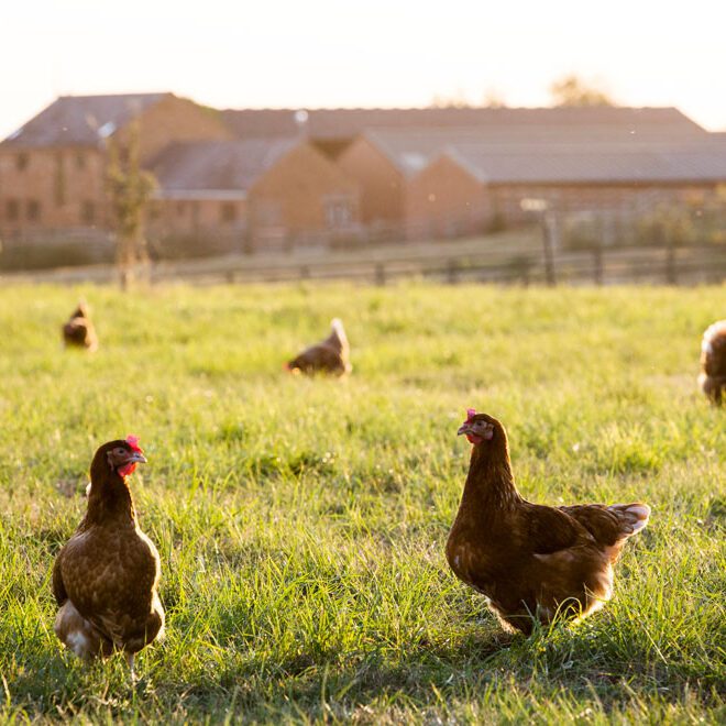 Chicken roaming the field.