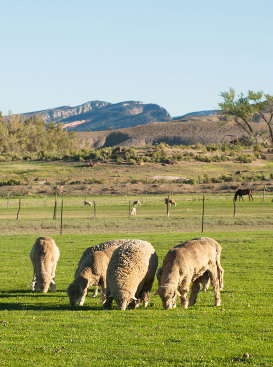Sheep eating grass in a field.
