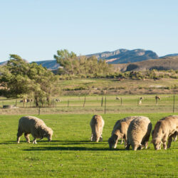 Sheep eating grass in a field.